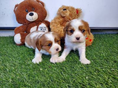 Cavalier King Charles Spaniel