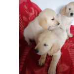 Golden retriever criado em ambiente familiar disponvel para entrega imediata desparasitado vacinad