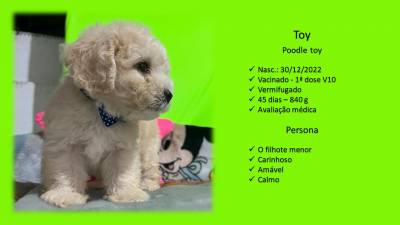 Lindos Filhotes de Poodle Toy e Ano