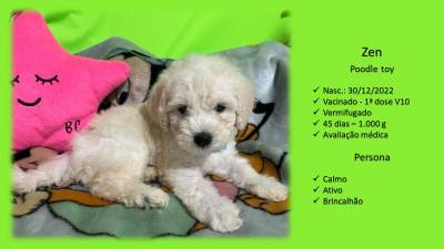 Lindos Filhotes de Poodle Toy e Ano