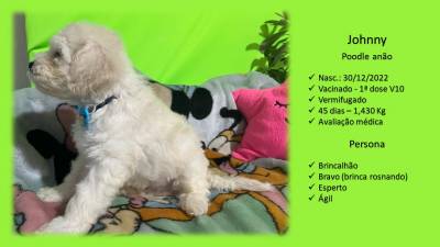 Lindos Filhotes de Poodle Toy e Ano