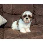 Shih Tzu