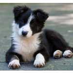border collie