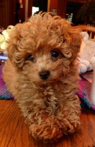 Poodle