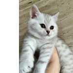 Gatinho Lilac silver tabby