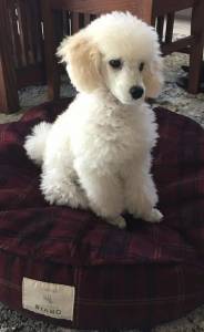 poodle