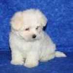 Ninhada Bichon Malts disponivel