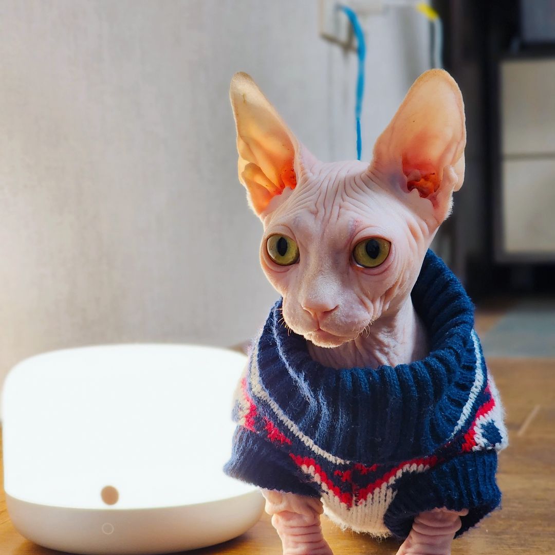 Gatinhos Sphynx disponveis