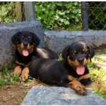 Rottweiler fmea e macho