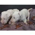 BULL TERRIER  LINDOS FILHOTES