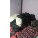Cachorros Labrador retriever