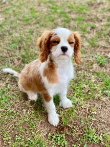 Cavalier King Charles Spaniel