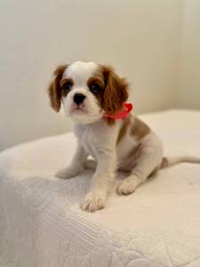 Cavalier King Charles Spaniel