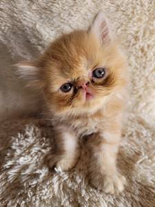 Gato persa filhote