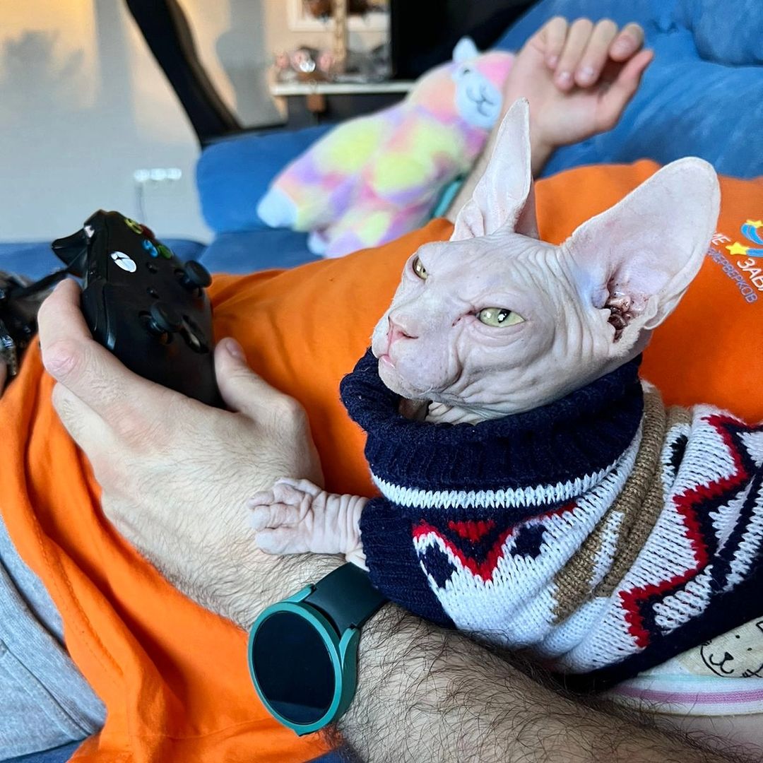 Gatinhos Sphynx