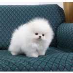Ursinho Spitz Alemo Ano Macho