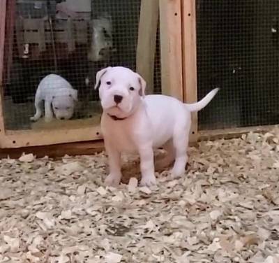 Excelente ninhada de Cachorros Dogue Argentino