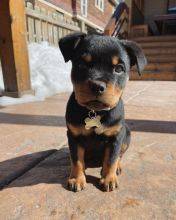 Machos e femeas Cachorros Rottweiler disponiveis