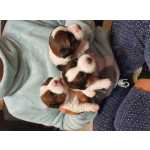 Jack Russell terrier p�lo cerdoso Lop