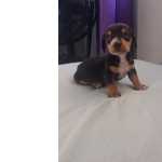 Cachorro Basset dachshund