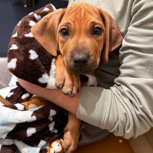 Rhodesian Ridgeback muito meigo