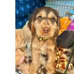 Cocker Spaniel Ingls com LOP