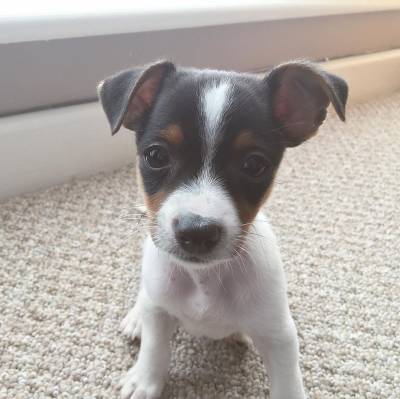 Esto Jack Russel Terrier disponiveis