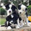 Border Collie fmea e macho