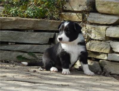 Border Collie fmea e macho