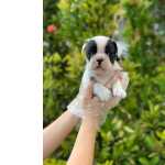 .bulldog Francs Todas As Cores Da Raa A Pronta Entrega, Info Via *