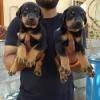 Cachorros Doberman muito meigos