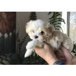 Bichon malts macho