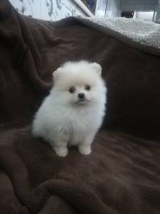 spitz alemao anao branco