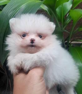 spitz alemao anao branco