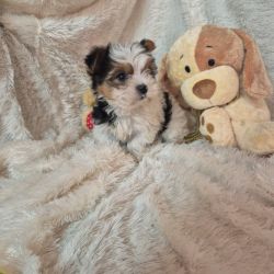 BIEWER TERRIER MINIATURA CRIADORA REGISTADA 