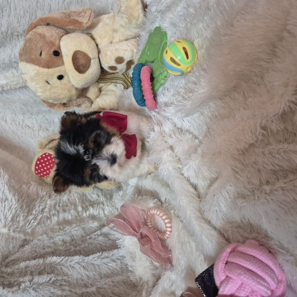 BIEWER TERRIER MINIATURA CRIADORA REGISTADA 