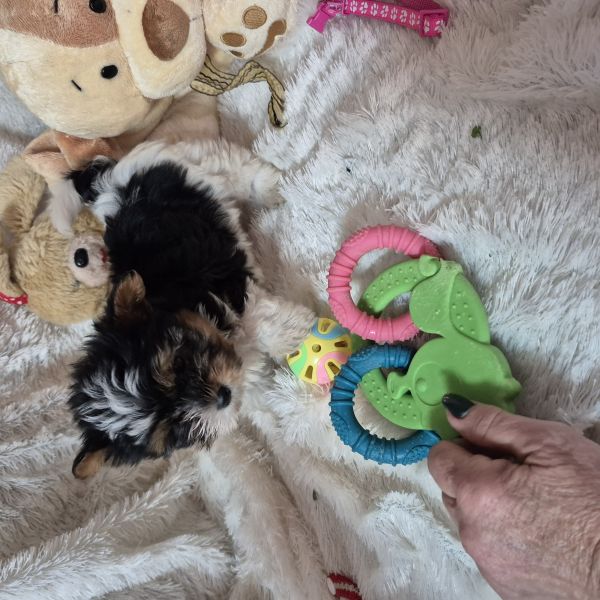 BIEWER TERRIER MINIATURA CRIADORA REGISTADA 