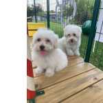 NOSSOS FILHOTES DE COTON DE TULEAR SO CRIADOS COM AMOR E CARINHO