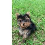 FILHOTES DE YORKSHIRE DO MAIS ALTO PADRO CES INCRVEIS CRIADOS POR MDICA  VETERINRIA