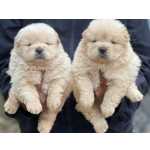 Chow Chow
