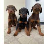 Doberman