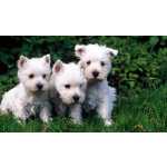 West Terrier