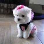 Cachorros Bichon Malts