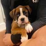 Boxer com LOP disponveis