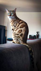 Gatinho Bengal