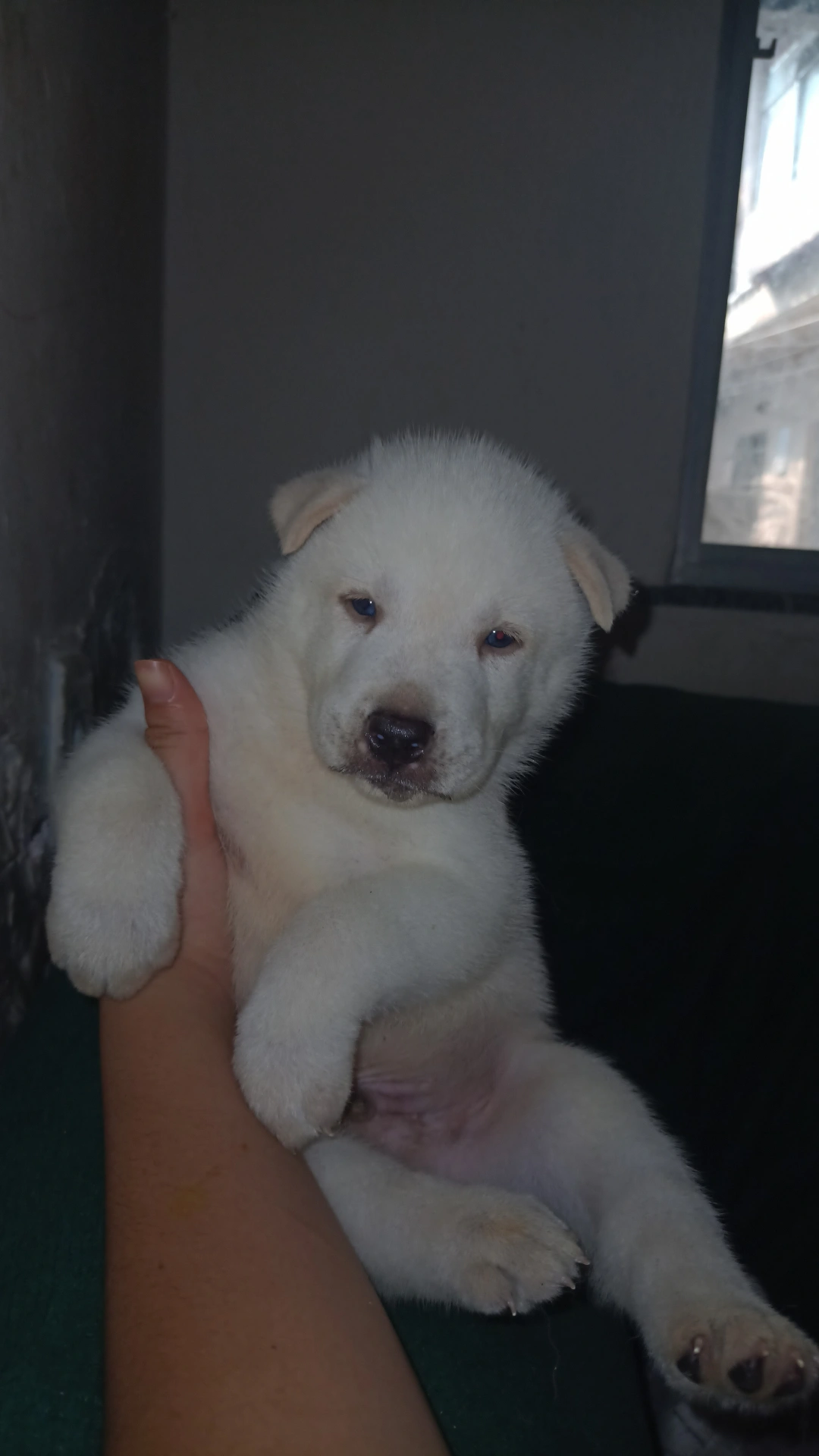 Husky Siberiano