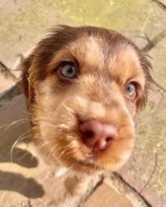 Cocker Spaniel Ingls com LOP