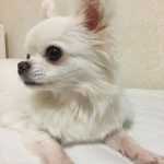 macho e fmea Chihuahua com LOP