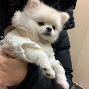 lulu da pomernia