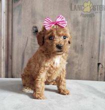 Machos e femeas cachorros Caniche Toy disponiveis